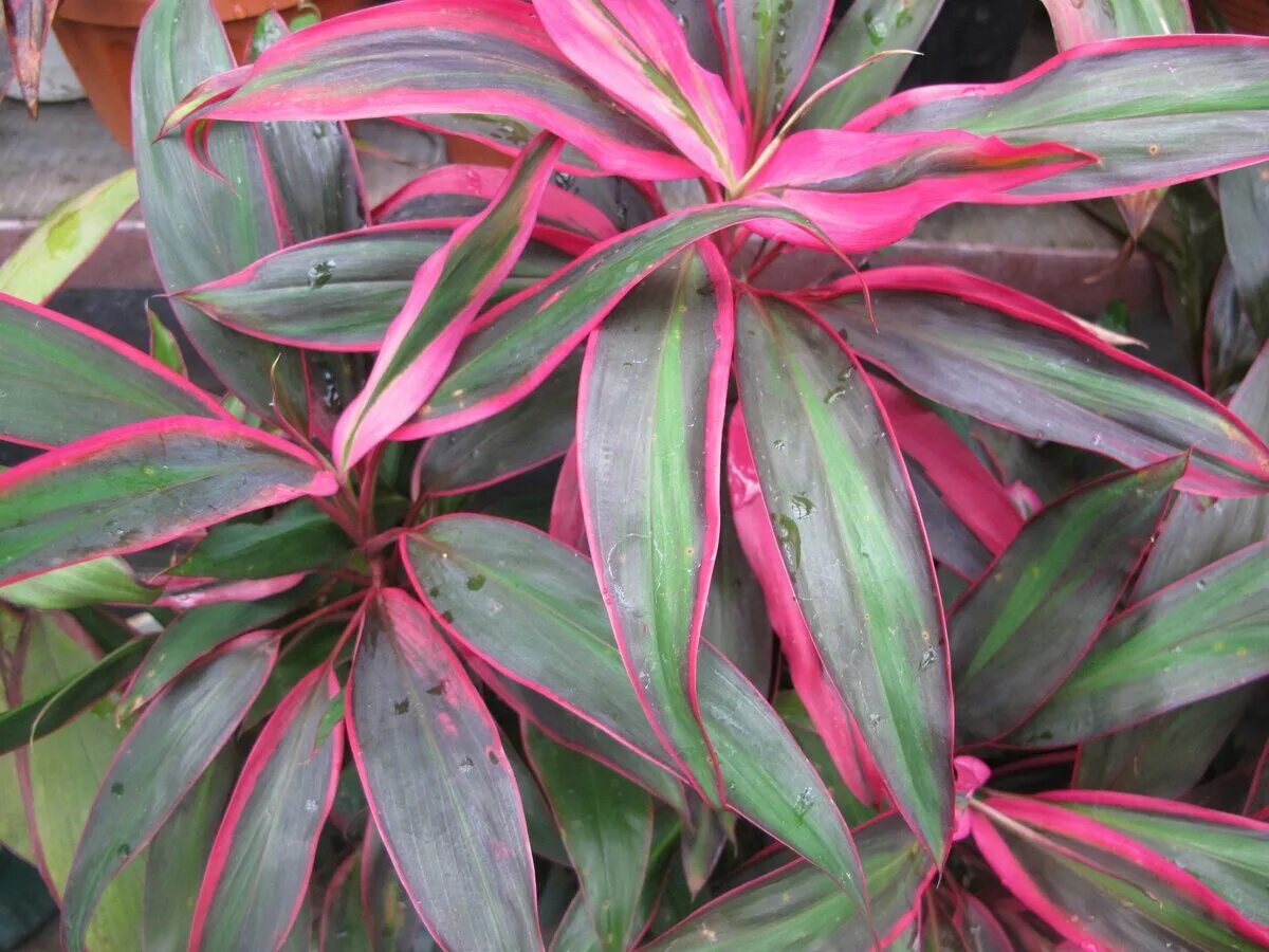 Кордилина верхушечная (Cordyline terminalis). Традесканция Кордилина. Аглаонема Кордилина. Кордилина вариегатная.