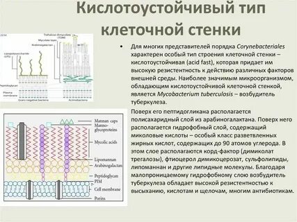 Клеточная оболочка стенка строение и функции