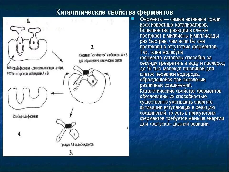 1 ферменты свойства. Свойства ферментов. Каталитические свойства. Каталитические ферменты. Каталитическое действие ферментов.