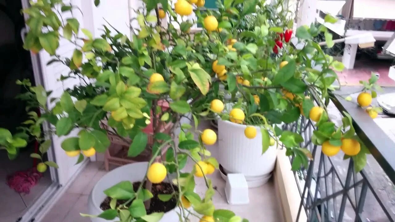 Лимончики на балкончике выращивание цитрусовых
