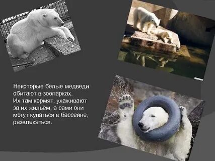 Белые медведи на каком материке