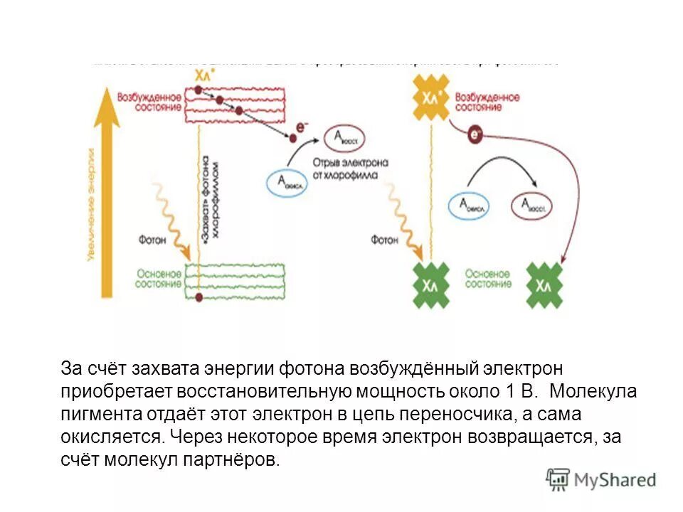 Световая фаза фотосинтеза 10 класс. Потери световой энергии. Схема фотосинтеза таблица. Первичные процессы фотосинтеза. Триплетные возбужденные состояния.
