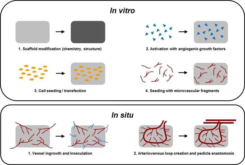 Клетки in vitro. Схема применения vitro. Реакции in vitro. In vitro in vivo, in situ методы исследования.