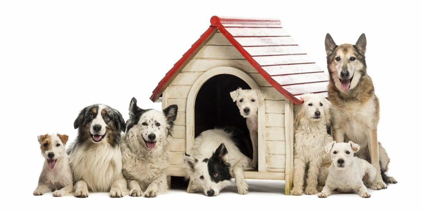 Дог хаус демо dogs house net. Жилище собаки. Хаус собак. Бдука дог Хаус. Жилище собаки картинки для детей.