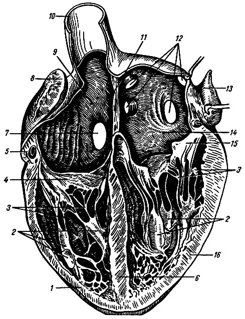 Срез сердца человека. Сосочковых мышц у трехстворчатого клапана. Сосочковые мышцы сердца. Перегородочная сосочковая мышца. Поперечный разрез сердца.