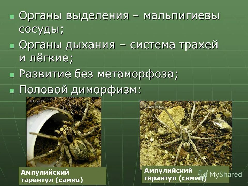 Органы выделения у паукообразных. Органы выделения у паукообразных