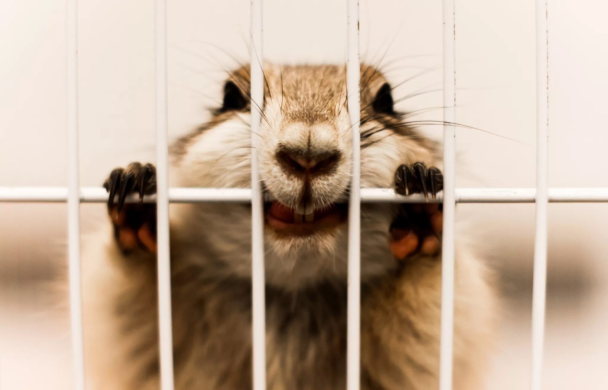 Caged animals