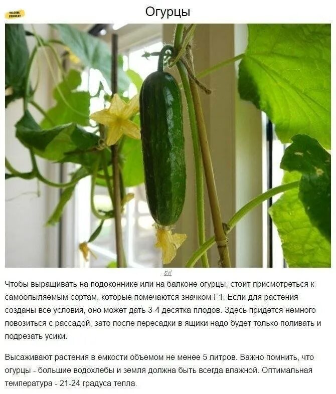 Какие сорта огурцов можно посадить. Вырастить огурцы на подоконнике. сорта огурцов для подоконника. самоопыляемые огурцы на подоконнике. огурцы на подоконнике выращивание.