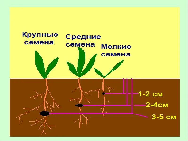 От чего зависит глубина посева семян впр. Глубина заделки семян. посев семян глубина заделки семян. глубина посева для прорастания семян. глубина посева рисунок.
