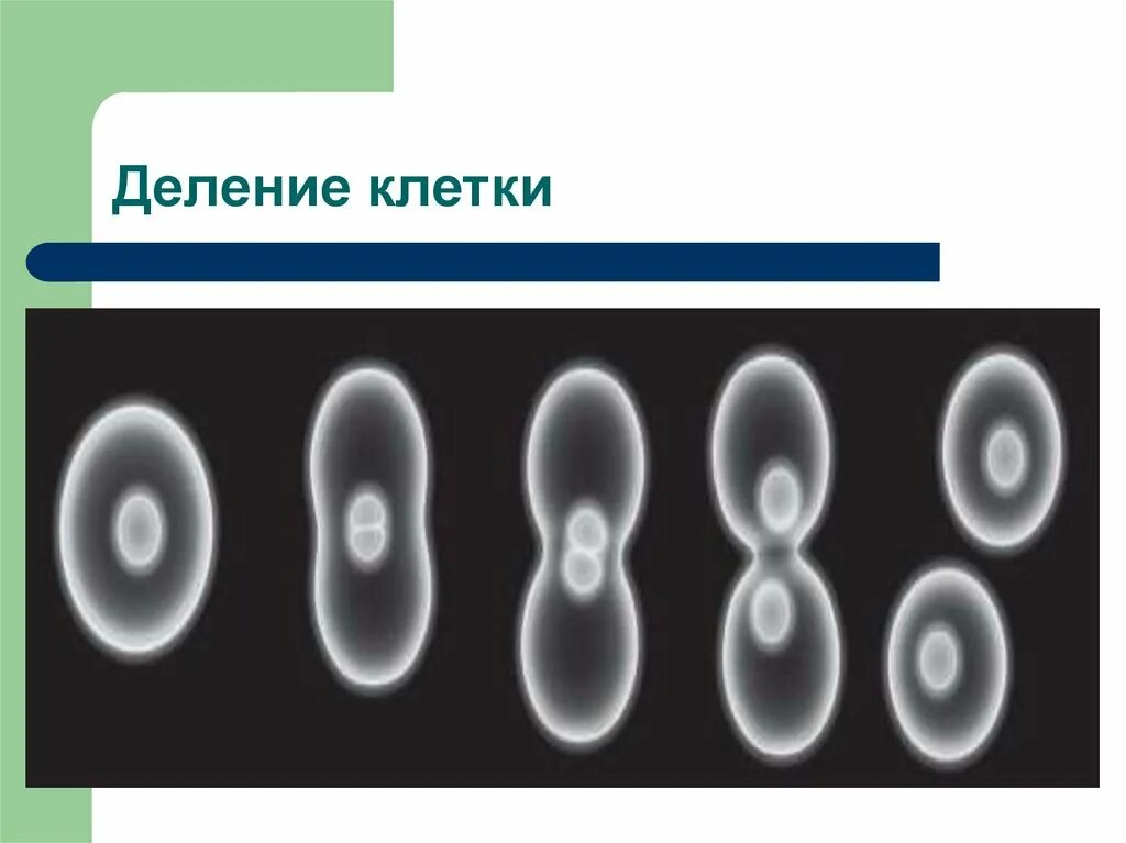 Что дает деление клетки. Деление клетки начинается с процесса. Процесс деления клетки. Клетка деление клетки. Процесс деления клетки растения.