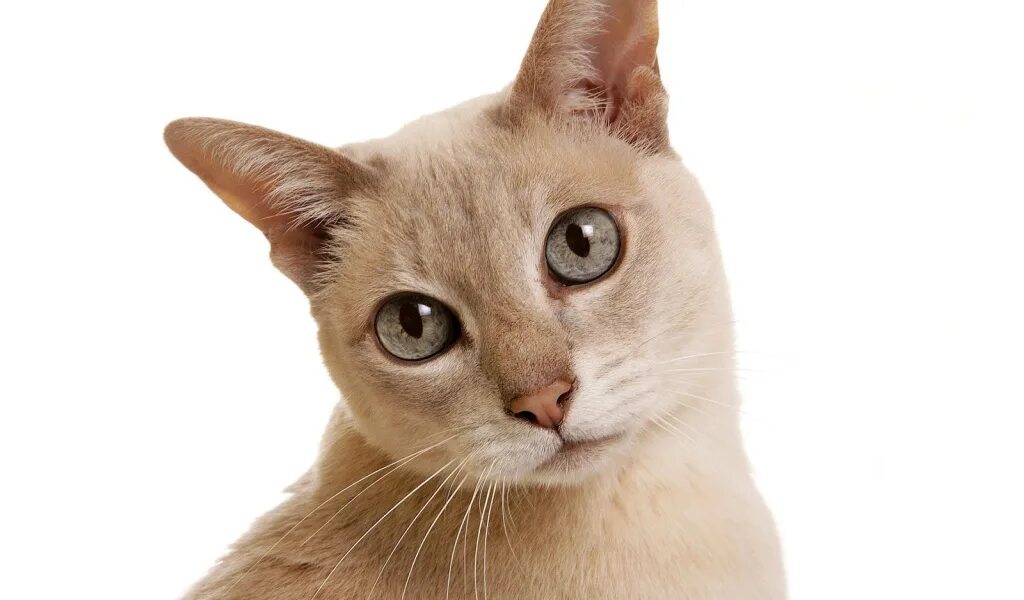 Сколько кошечек