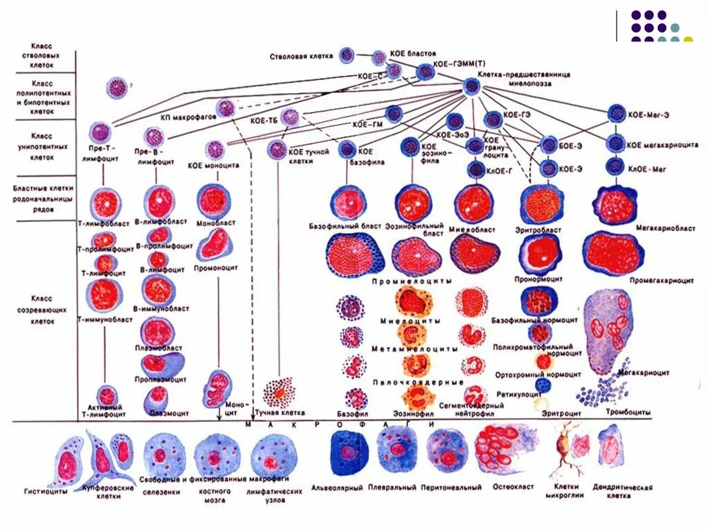 Схема клеток крови. Схема кроветворения по Черткову и Воробьеву таблица. Схема кроветворения человека гистология. Схема кроветворения и.л.Чертков а.и.воробьёв. Схема гемопоэза форменных элементов крови.