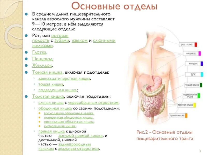 Процессы пищеварения отделы пищеварительного канала. Отделы пищеварительного канала. Отделы пищеварительного канала у человека. Из чего состоит пищеварительный канал. Длина пищеварительного канала.