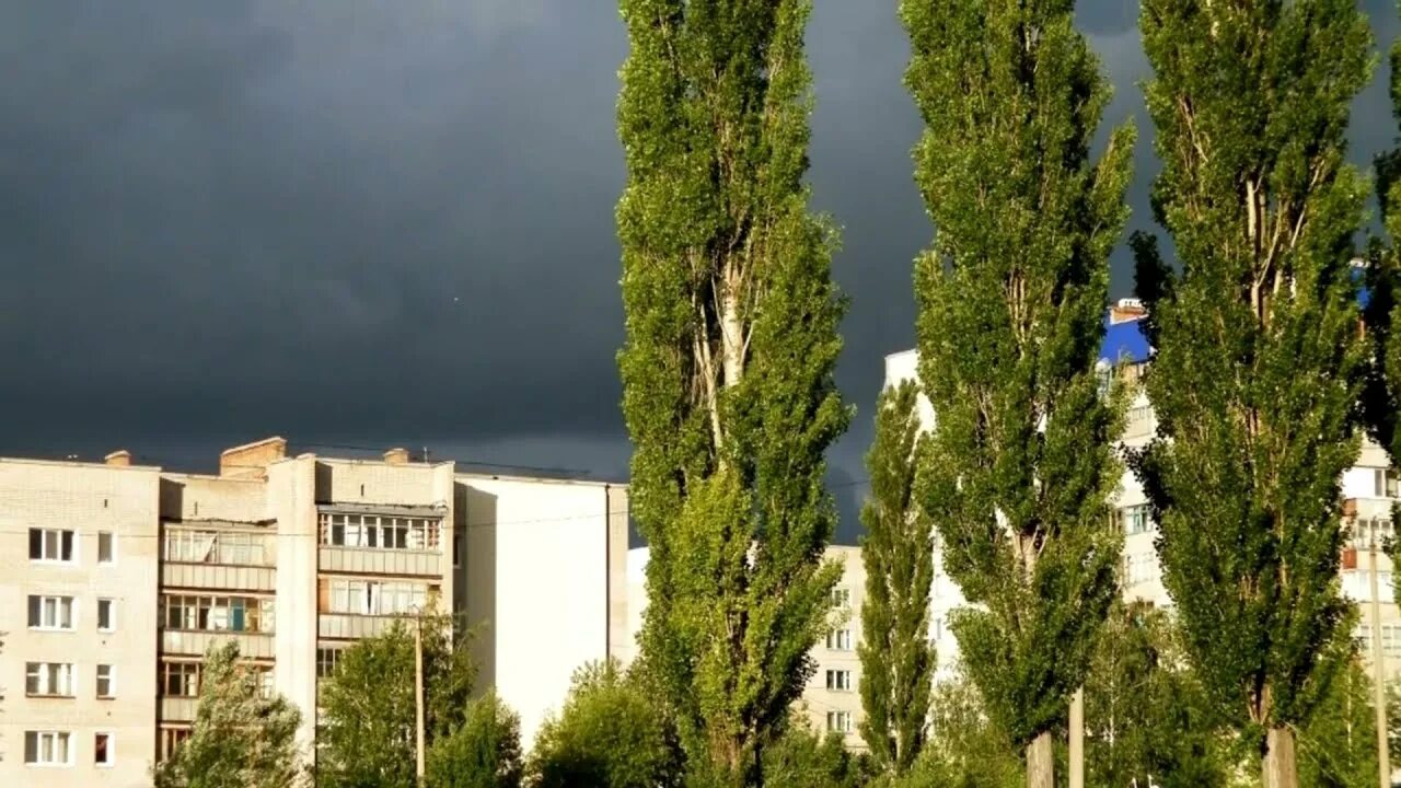 Старый осокорем