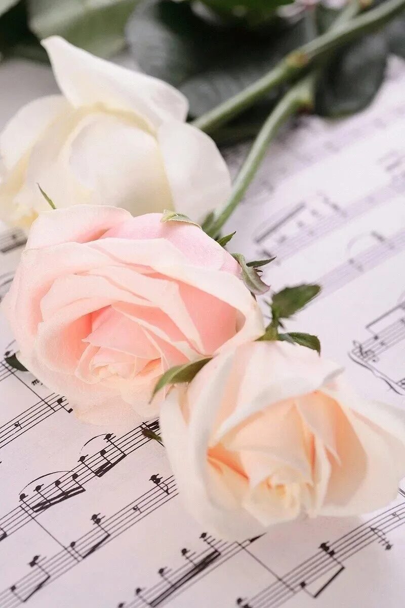 Песни с днем рождения нежную. Цветы для музыканта. Ноты и цветы. Нежные розы. Открытки с нотами и цветами.