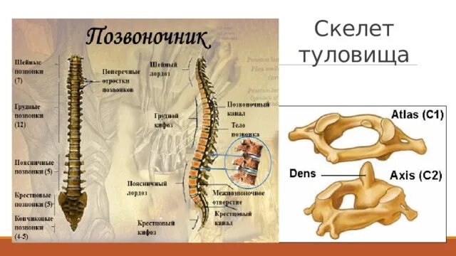 Кости ребра защитную опорную функция. Кости ребра защитную опорную функция