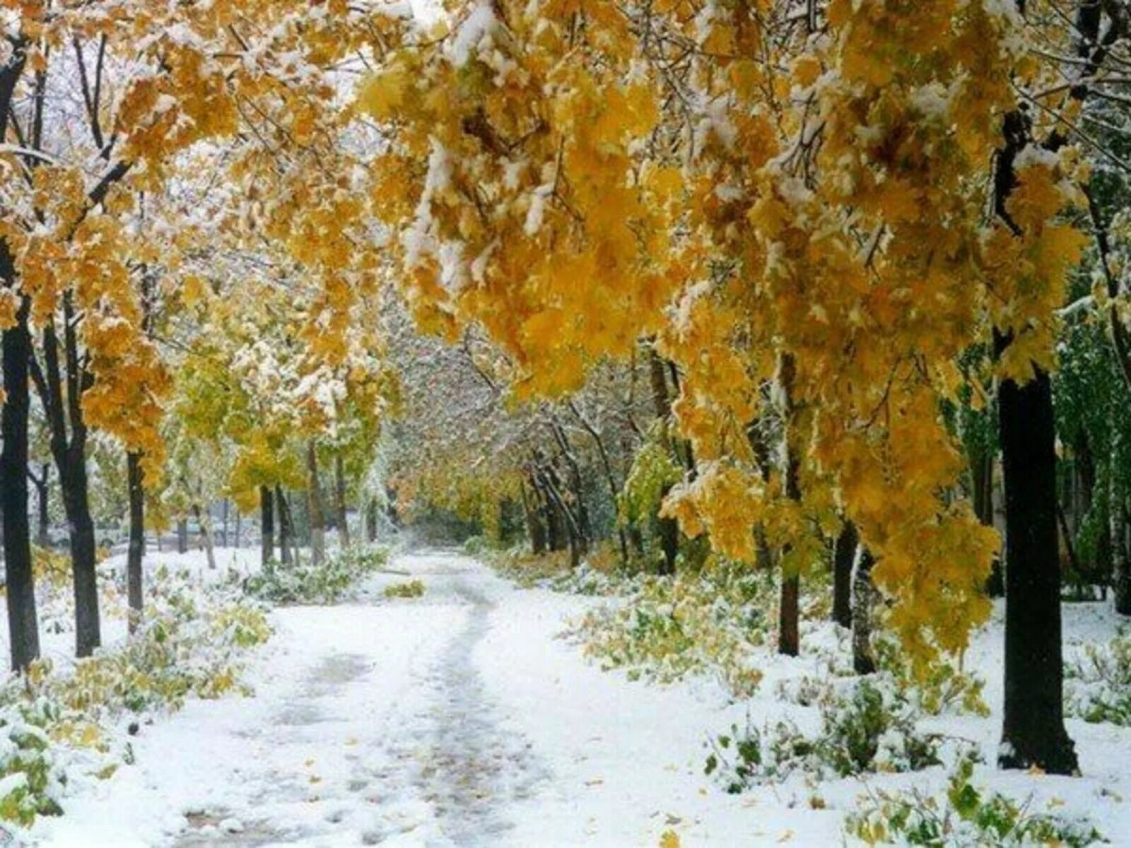 Снежка осенью