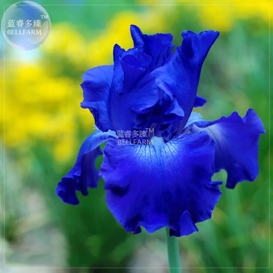 ирис dragonet (. существует ли ирис. ирис касатик синий. ирис ridgecrest. ирис хедлайнс бородатый.