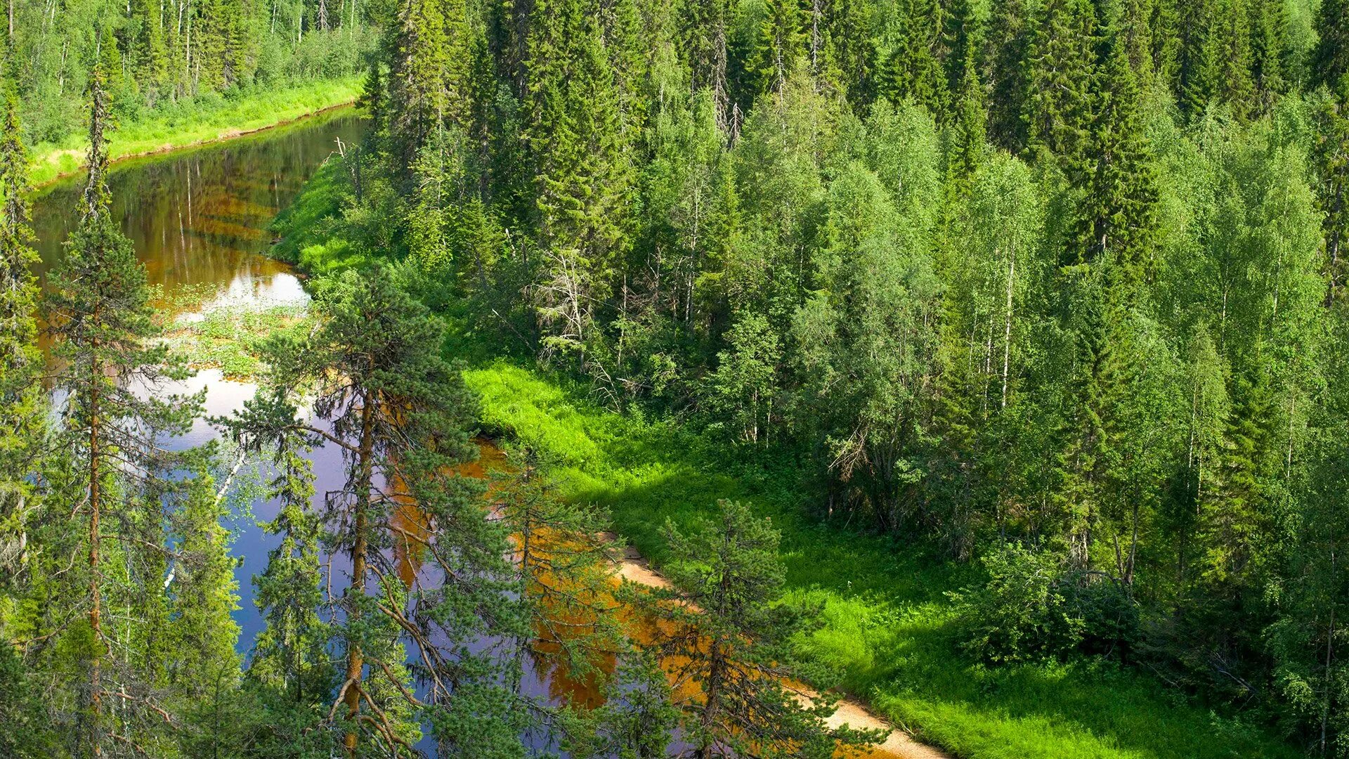 Лесное богатство россии. Пинежский заповедник тайги. Пинежский заповедник Архангельской области. Леса Пинежского заповедника. Пинежский заповедник Архангельской области лес.