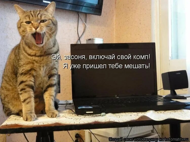 Кот и компьютер. Кот за компьютером. Кот и компьютер юмор. Котик с компьютером.