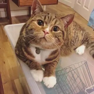 Прислать кошку кошку
