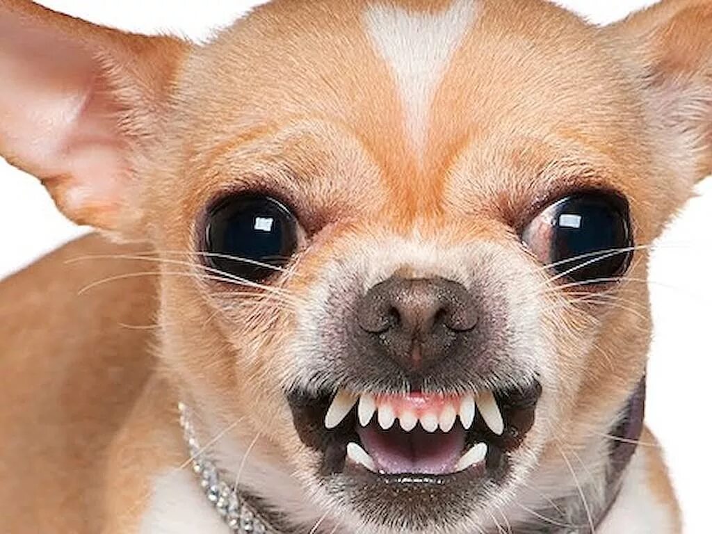 собака гавкает чихуахуа. чихуа лает. маленькие злые собаки. чихуахуа гавкает. чихуахуа лает.