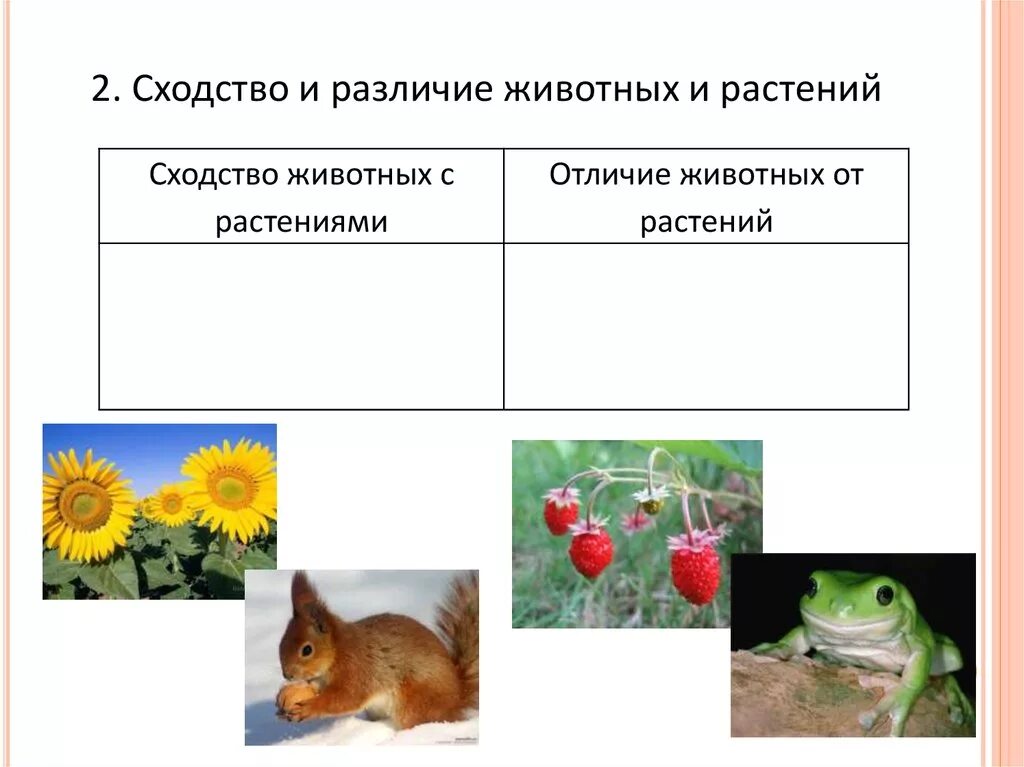 Назовите сходства. Различия между растениями и животными 5 класс. Сходства и различия животных и растений. Сходство растений и животных. Сходства и различия животных.