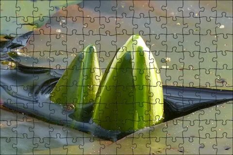 Листья кувшинок покрыты воском