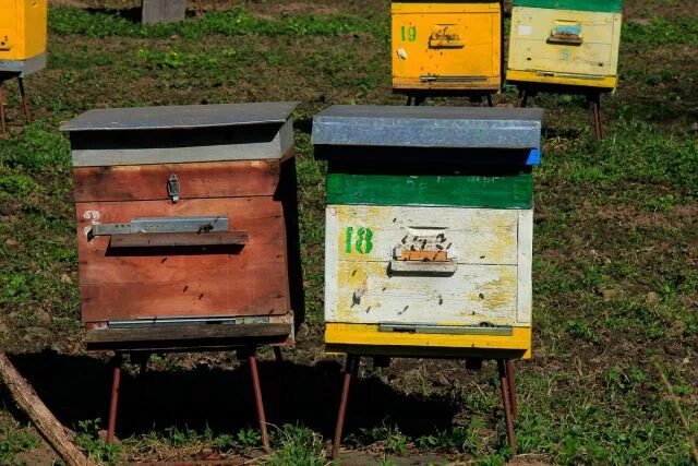 Старый деревянный улей. Пасека интернет магазин. Старый улей интернет магазин. Улей ханда. Старинные ульи.