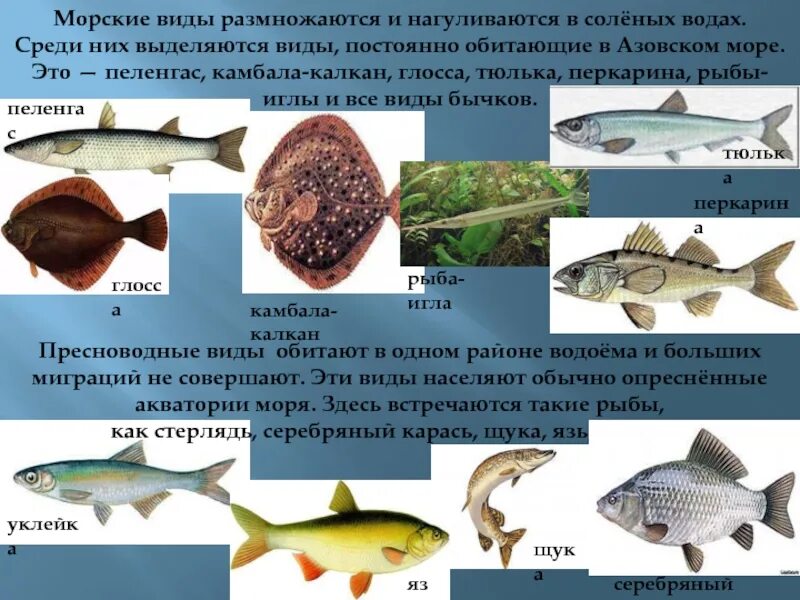 Какие рыбы водятся в море. Промысловые рыбы Азовского моря. Рыба обитающая в Азовском море. Рыбы черного и Азовского морей. Разновидности рыб в Азовском море.