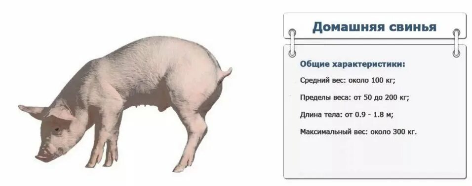 Вес поросенка. Вес свиньи. Средний вес свиньи.