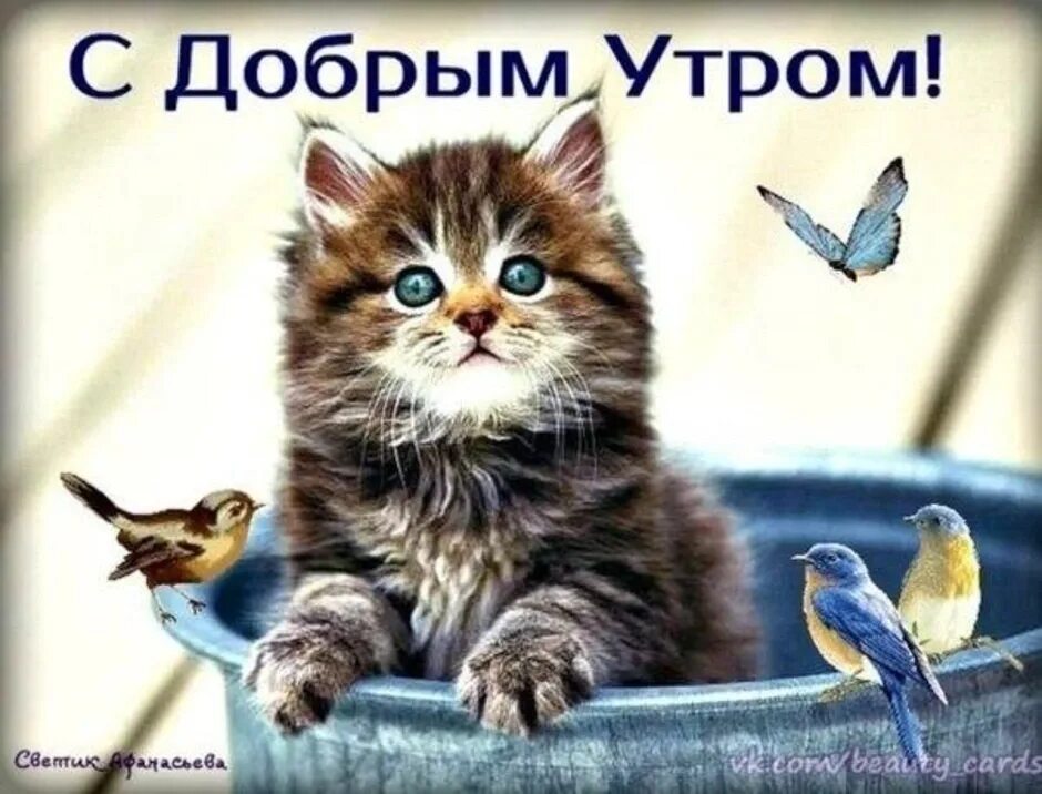Доброе утро с кошками и пожеланиями