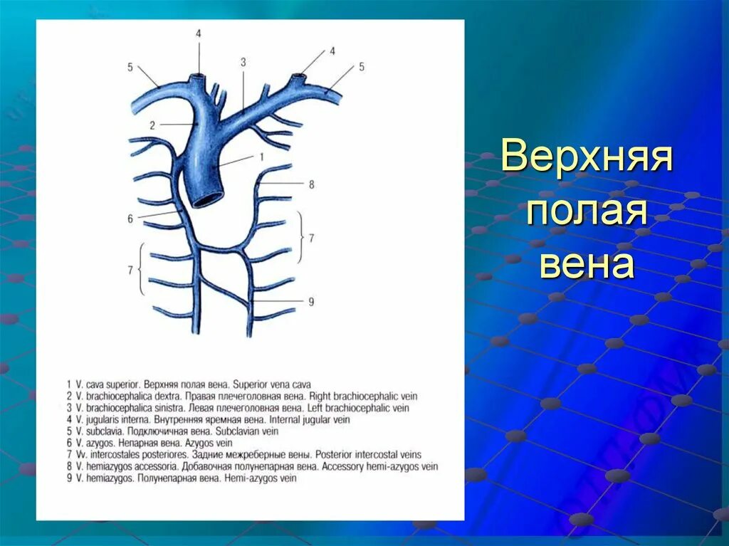 Клапаны нижней полой вены. Верхняя полая Вена анатомия схема. Вены анатомия верхняя полая Вена. Верхняя и нижняя полая Вена анатомия схема. Анатомия вен верхней полой вены.