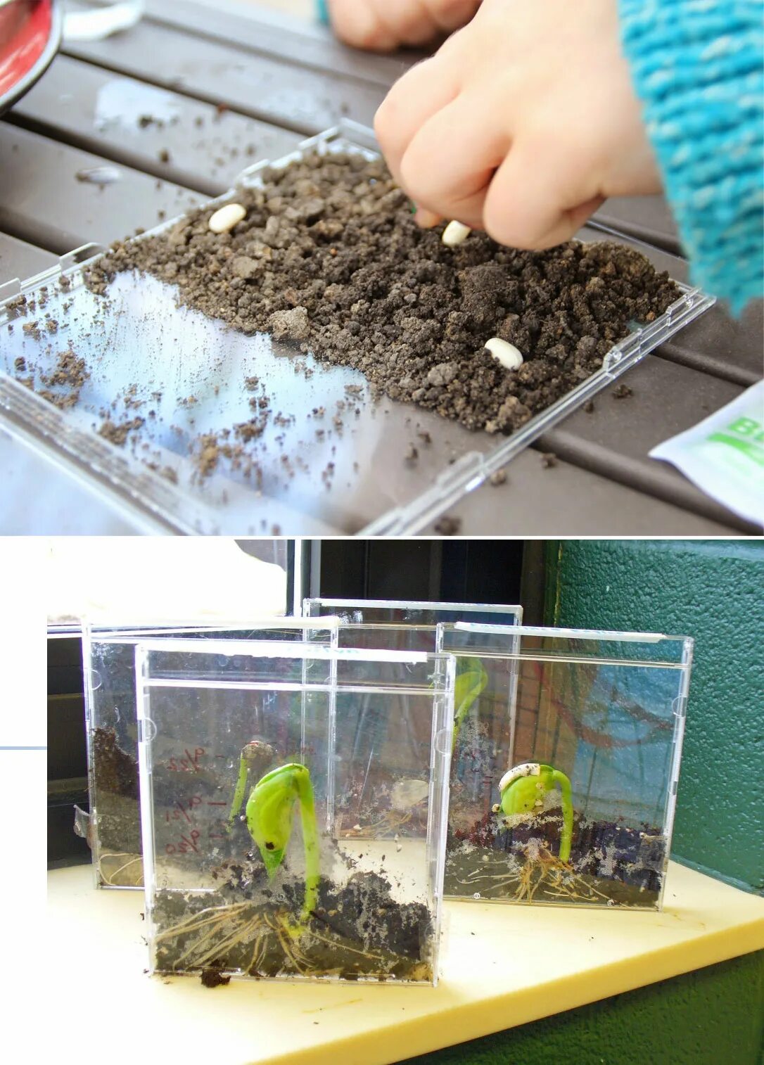 зёрна фасоли проростки. прорастание фасоли проект. опыт с фасолью. выращивание семян опыт. выращивание семян опыт.