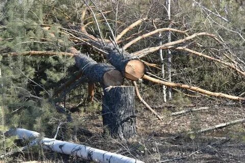 Сбор валежника в 2024