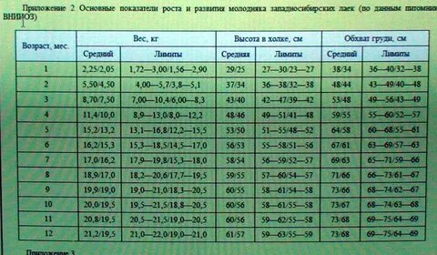 Таблица роста немецкой
