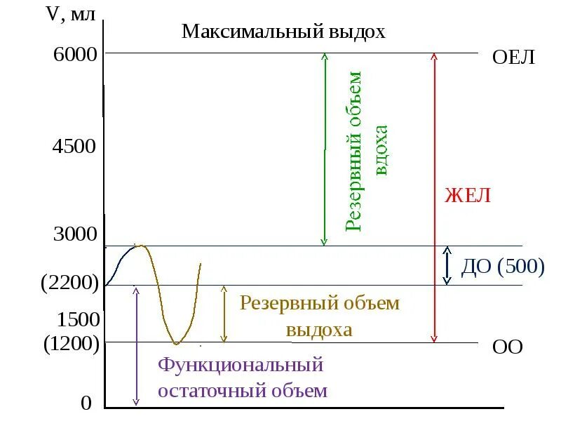 Функция внешнего дыхания биомеханика дыхательных движений. Биомеханика вдоха. биомеханика дыхательных движений физиология. исследование биомеханики дыхания.