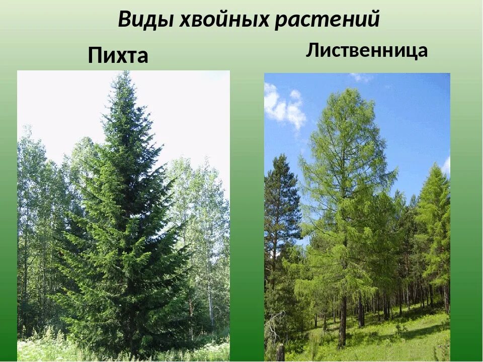 Чем отличается лиственница от других хвойных. Пихта и лиственница. пихта лиственница разница. хвойные деревья сосна ель лиственница. пихта и лиственница отличия.