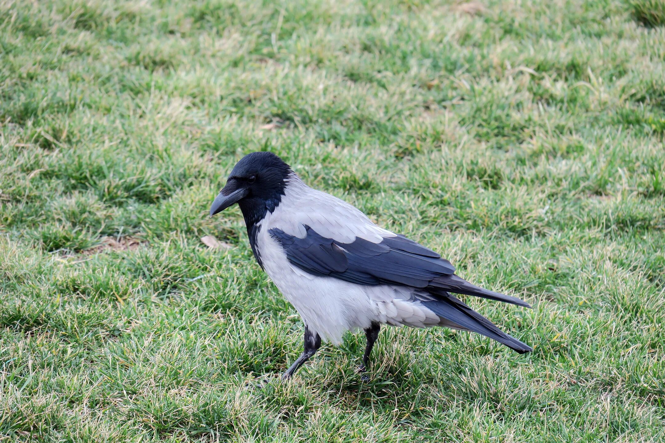 ворона фото. серая ворона информация. молодые особи серой вороны. серая ворона ареал. серая ворона самец.