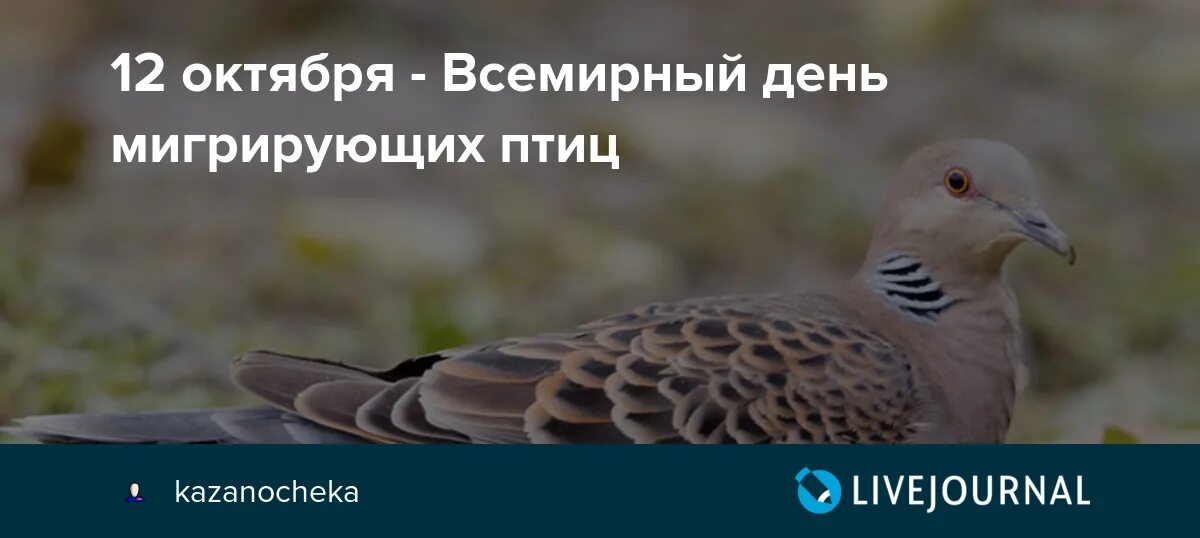 Октябрь день птиц. 12 октября день мигрирующих птиц. всемирный день мигрирующих птиц. 12 октября день перелетных птиц. 12 октября день мигрирующих птиц открытки.