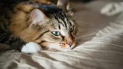 Чувствуют ли кошки
