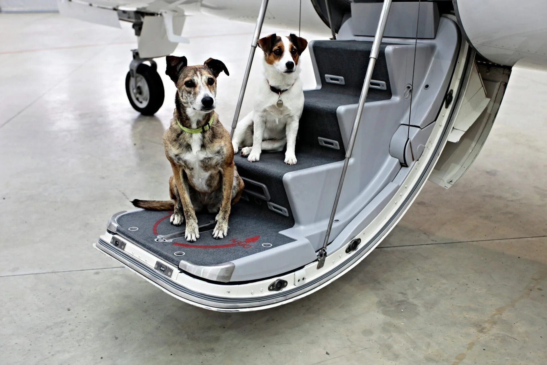 Можно перевозить собак в самолете