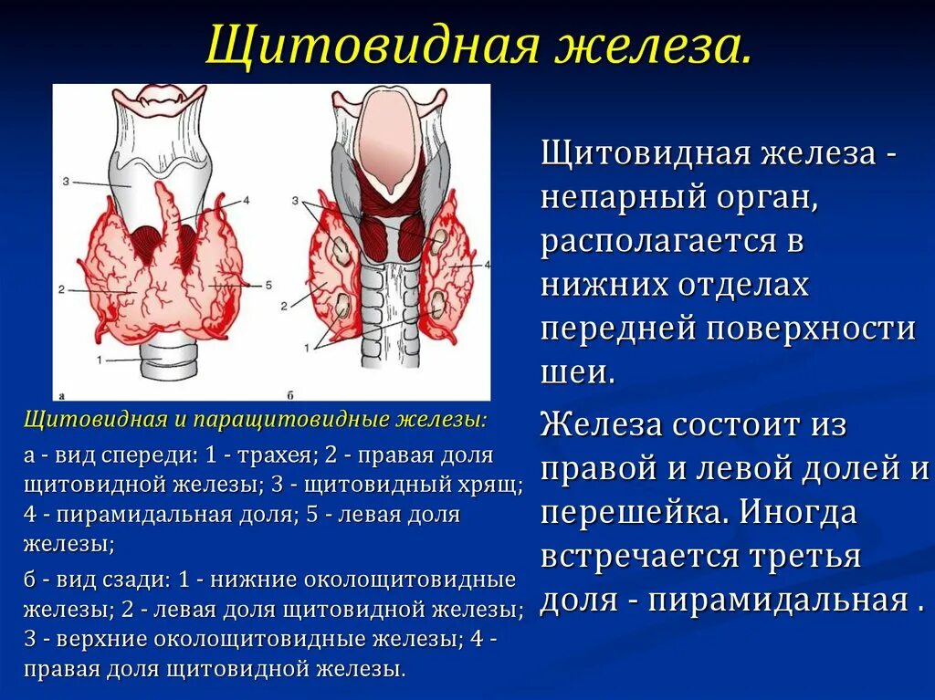 Строение паращитовидной железы анатомия. Охарактеризуйте строение щитовидной железы.