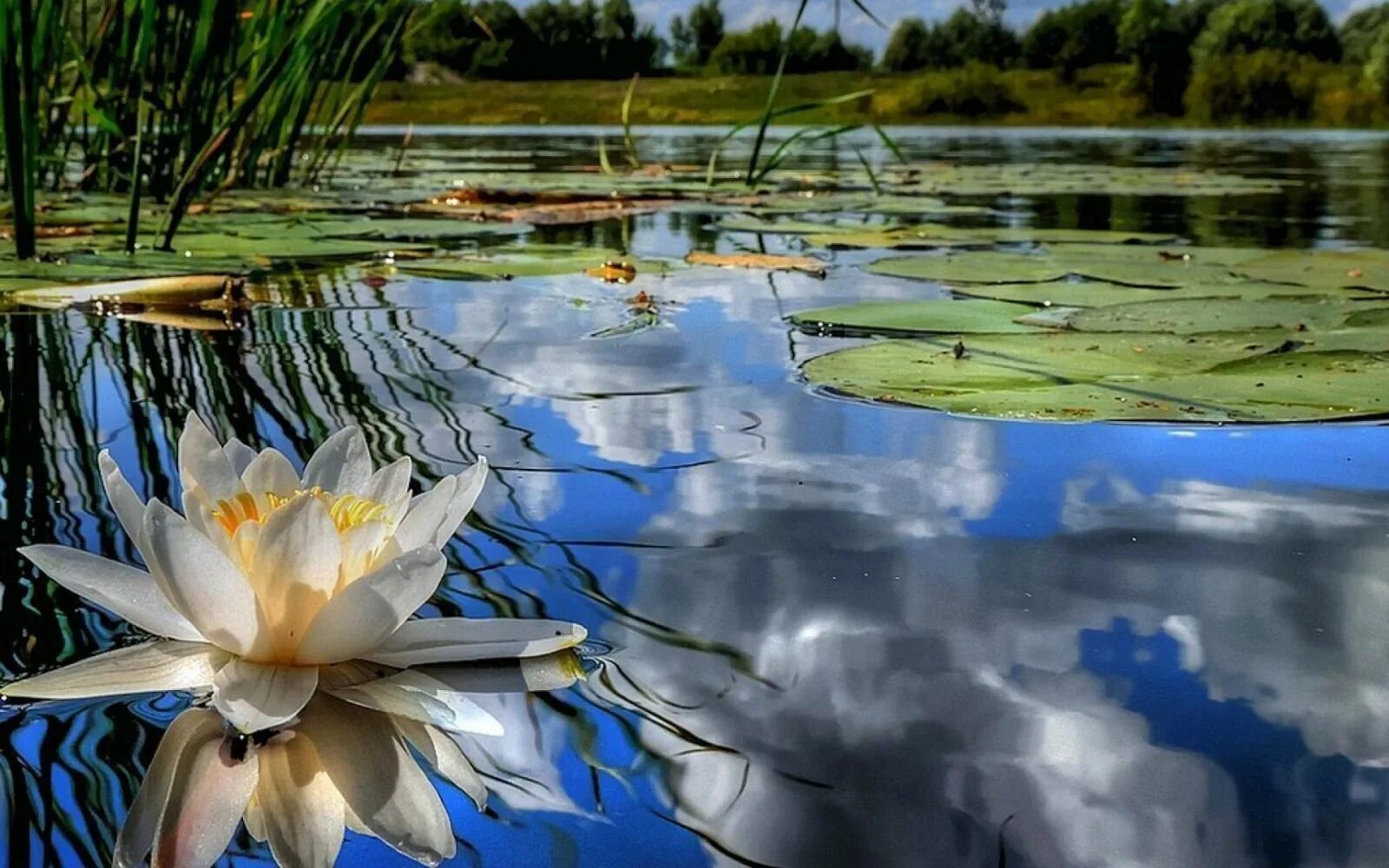 Отражаться в воде. Озеро с кувшинками. отражение в воде. пруд с кувшинками. лилии в пруду.