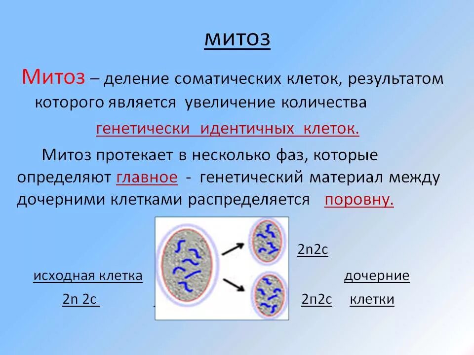 Генотип дочерних организмов. Периоды митотического деления клетки. Митоз фазы и значение. Кратко охарактеризуйте фазы митоза. Мейоз деление клеток эукариот.