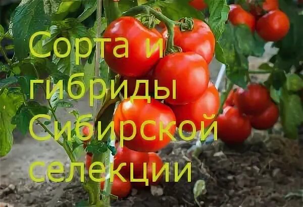 Томат сорт стринги