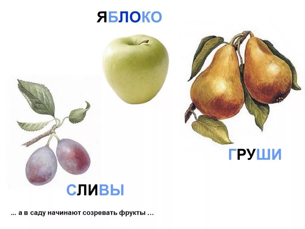 Яблоко груша 4 буквы. Яблоко груша слива. в саду яблоко груша слива.