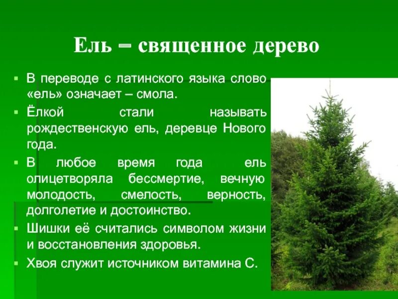 Пихта не сбрасывает всю хвою одновременно