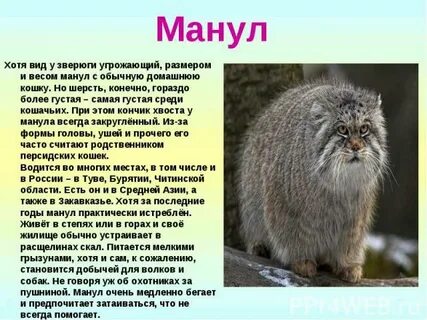 Манул сообщение о животном 4 класс