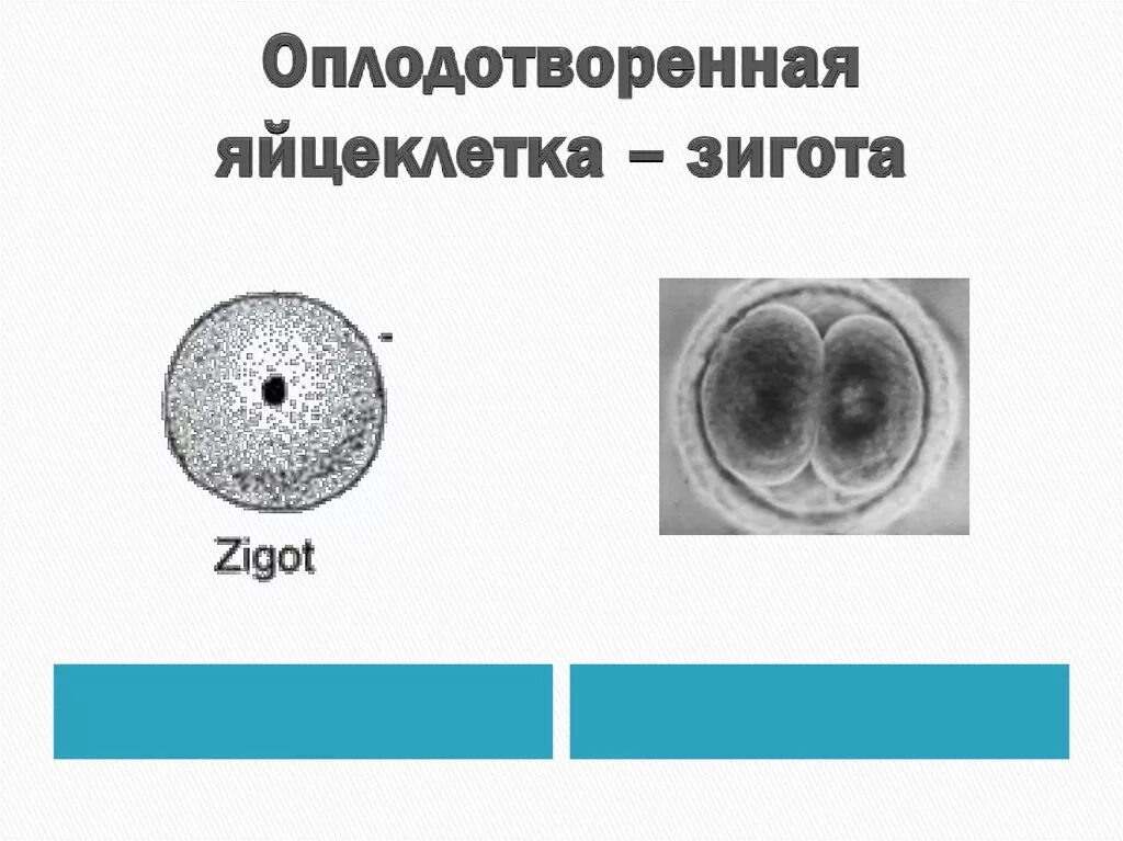 Зигота это оплодотворенная яйцеклетка. Деление яйцеклетки. Образование зиготы. Процесс образования зиготы. Яичник зигота